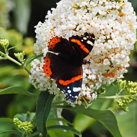 Het Vossenhol אוהל מפואר