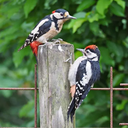 Het Vossenhol Ermelo