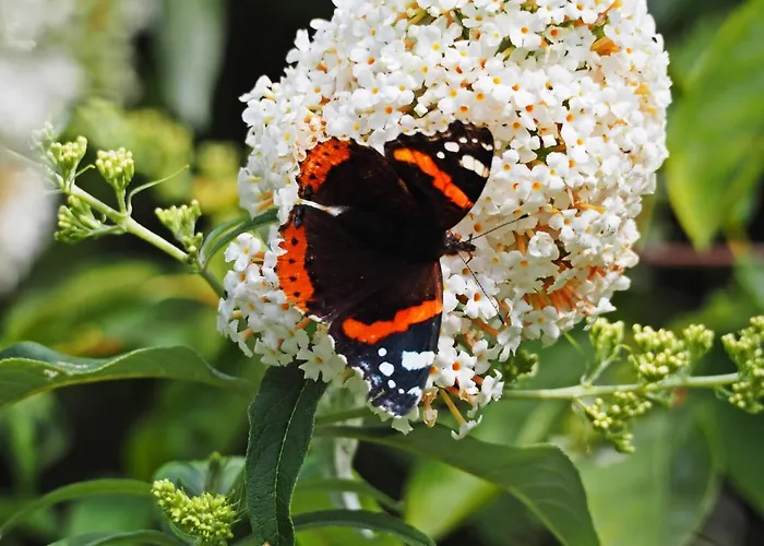 Het Vossenhol Luksusowy namiot