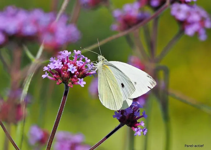 Luksusowy namiot Het Vossenhol Ermelo