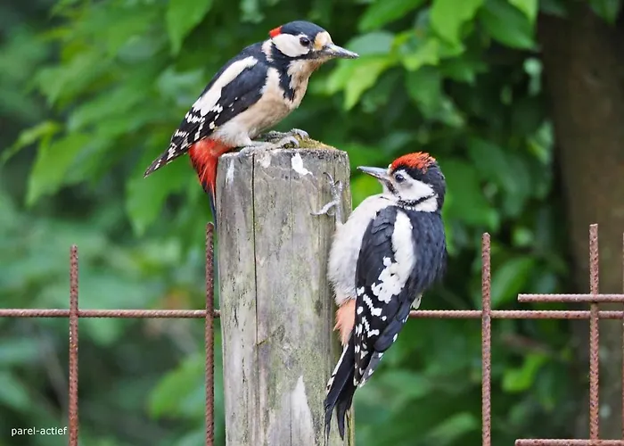 Het Vossenhol Ermelo